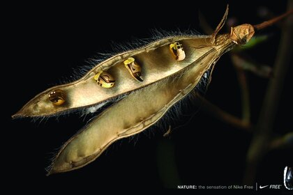 Ein ungewöhnliches Insekt, das einem Eisen ähnelt