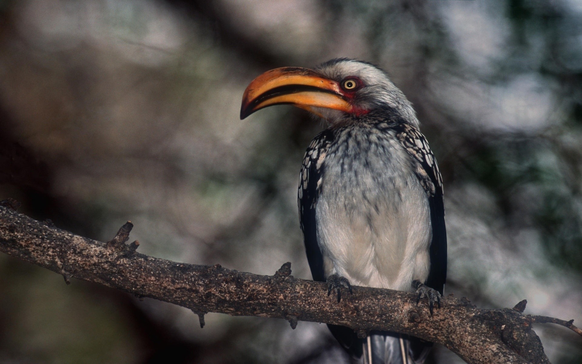 vögel vogel tierwelt natur flugzeug wild tier im freien schnabel
