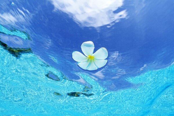 Eine Blume in blauem klarem Wasser