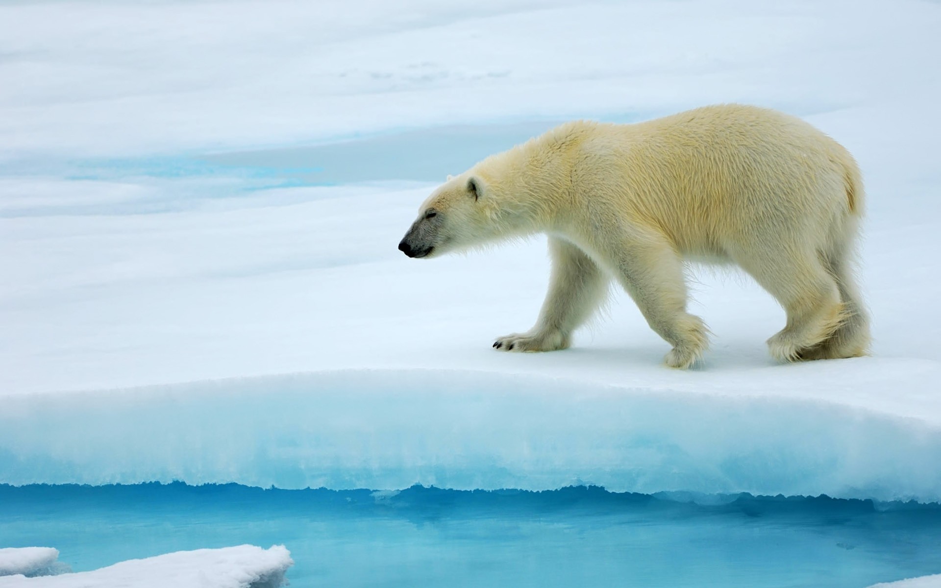 tiere frostig schnee winter wasser eis im freien säugetier tierwelt polar natur kälte bär eisbär
