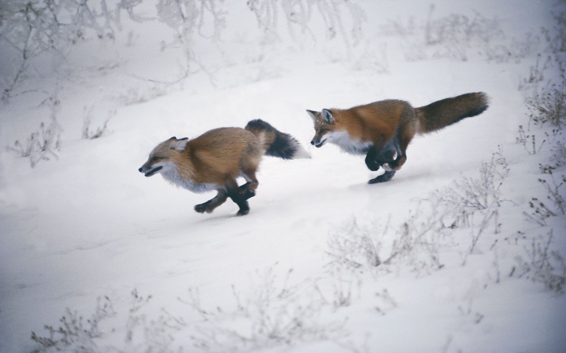 füchse schnee winter säugetier kälte im freien tierwelt tageslicht ein