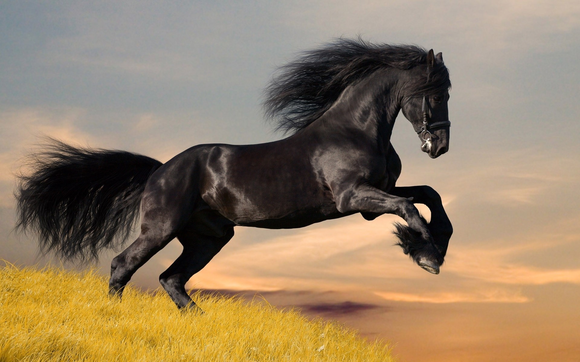 tiere kavallerie mare pferd säugetier hengst reittier manet mustang tier pferdezucht sonnenuntergang pony feld gras ein sitzen himmel aktion