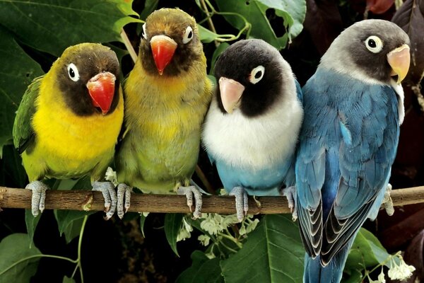 Papageien sind unzertrennlich ein Symbol der Treue