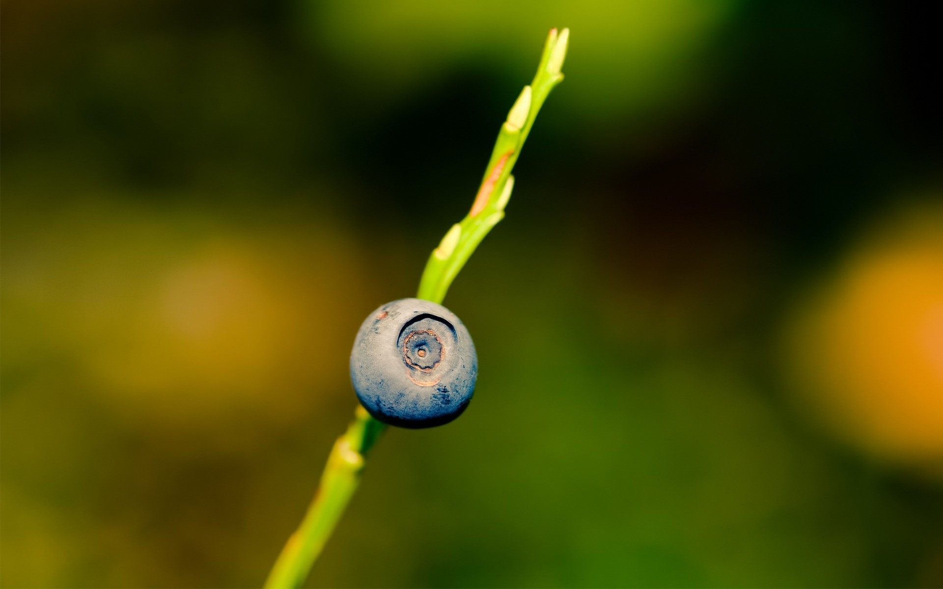 natur blatt flora unschärfe farbe sommer garten wachstum im freien fallen obst