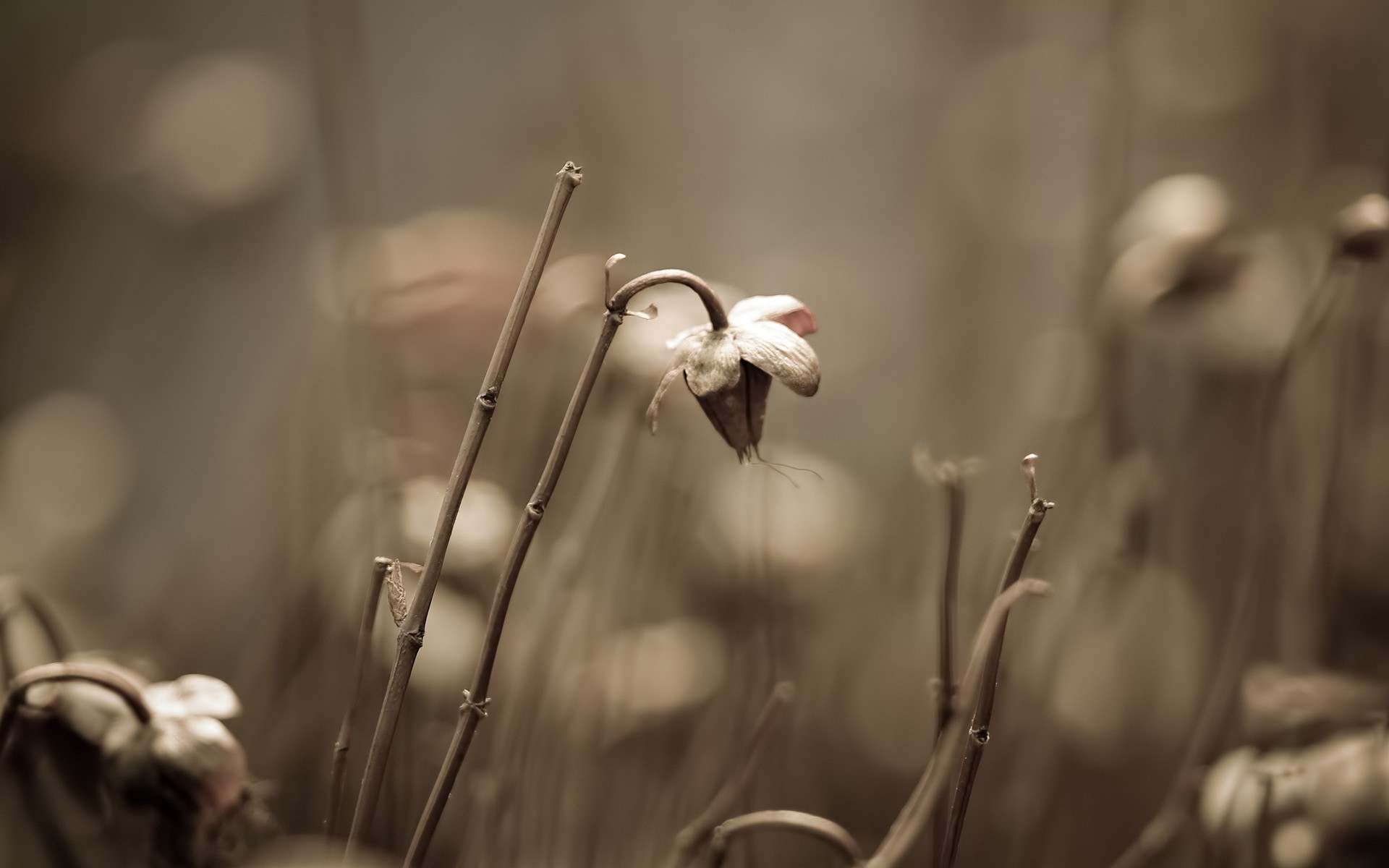 pflanzen dop unschärfe natur monochrom licht sepia sonne blume