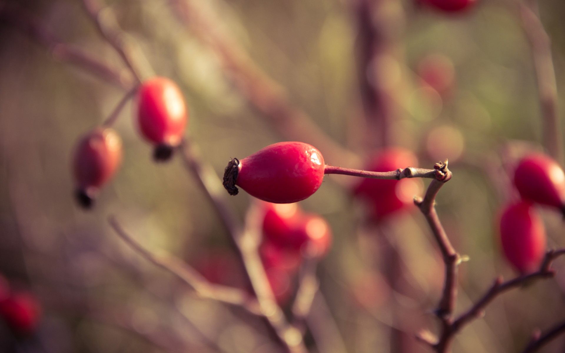 winter baum natur zweig herbst blume farbe im freien licht blatt dof flora obst unschärfe holz garten weihnachten hell strauch briar