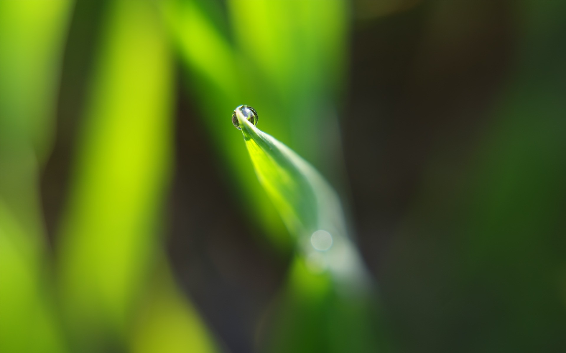 pflanzen blatt regen tau natur tropfen unschärfe wachstum flora tropfen garten dof nass medium gras insekt fokus sommer
