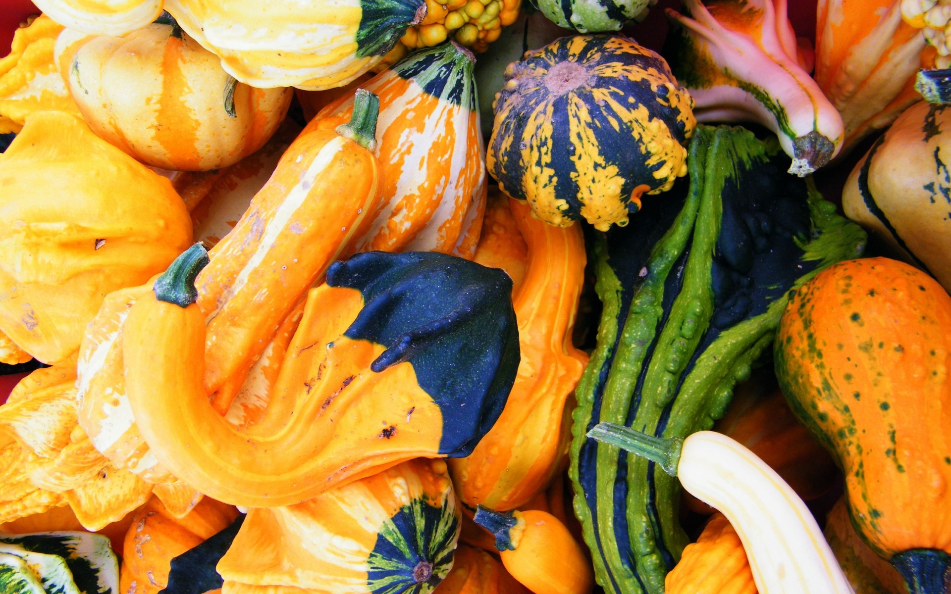 kürbis gemüse herbst lebensmittel markt wachsen weide kürbis thanksgiving gesund essen landwirtschaft gesundheit halloween desktop farbe fülle karotte