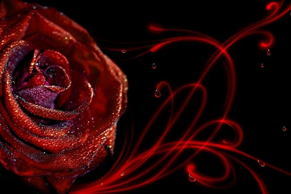 Rote Rose mit Pailletten auf schwarzem Hintergrund
