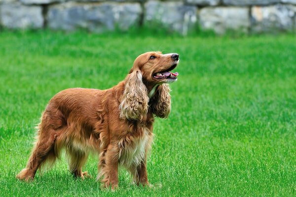 Cockerspaniel auf grünem Rasen wartet auf das Team