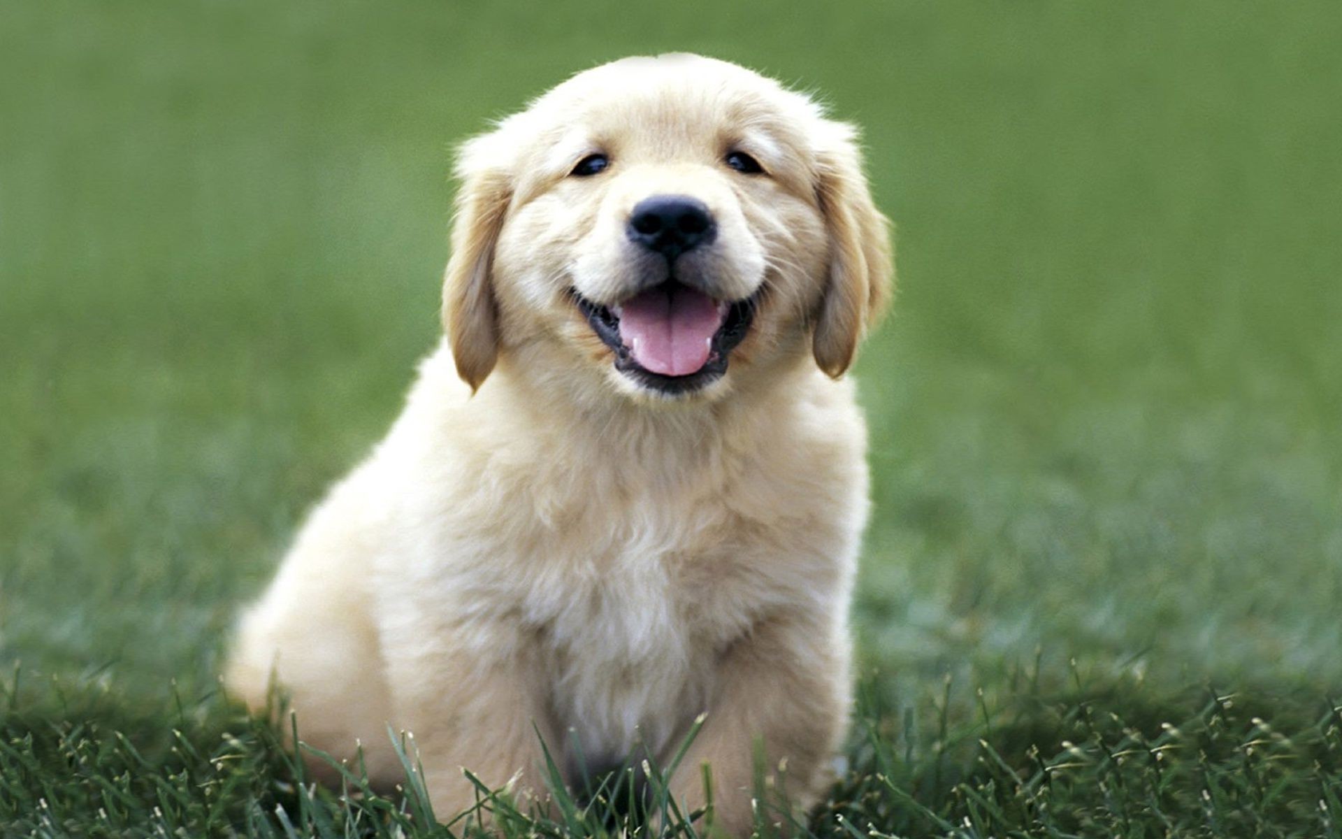 hunde hund gras niedlich säugetier hundespezialist welpe haustier tier retriever fell wenig