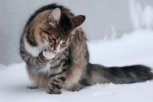 Foto einer waschenden Katze im Schnee