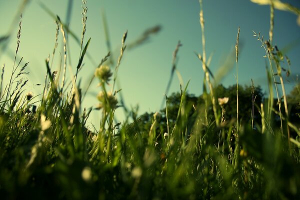 Dichtes Gras unter dem Sommerhimmel