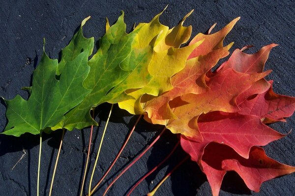 Herbst bunte Ahornblätter