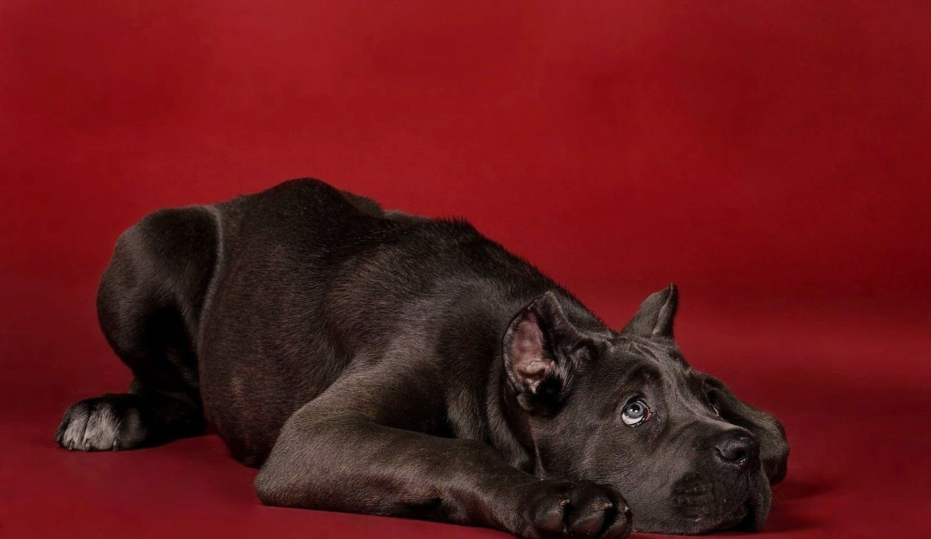 hund hund säugetier hundeführer haustier porträt welpe niedlich tier studio inländische ein rasse reinrassig sitzen