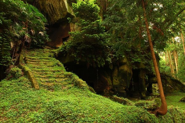 Märchenhafte Natur im grünen Wald