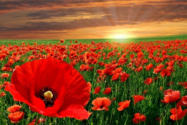 Feld der Mohnblumen auf dem Hintergrund des goldenen Sonnenuntergangs