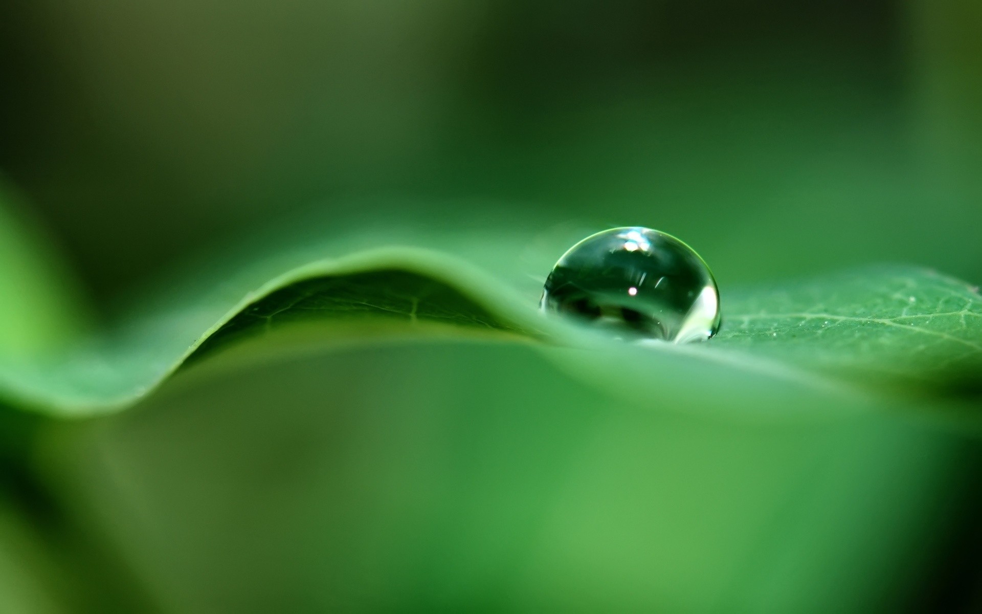 tau regen tropfen tropfen blatt nass wasser sauberkeit tropfen natur flora wassertropfen umwelt garten ökologie wachstum flüssigkeit unschärfe