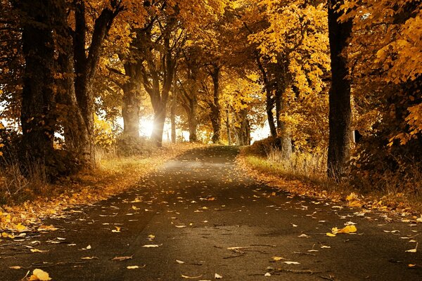 Gehweg im Herbstpark unter Bäumen