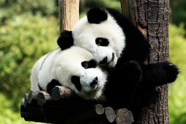 Reserve mit schwarz-weißen Pandas