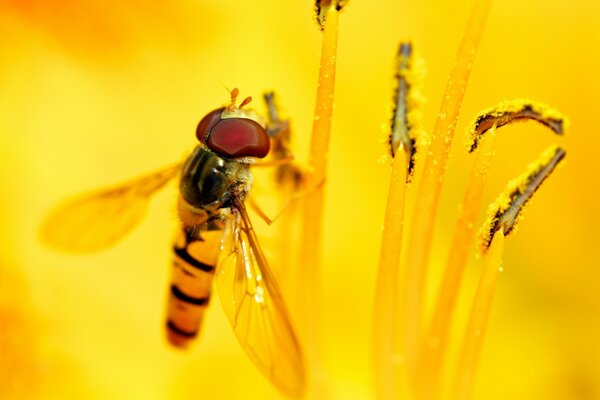 Insekten-Biene fliegt auf Blume