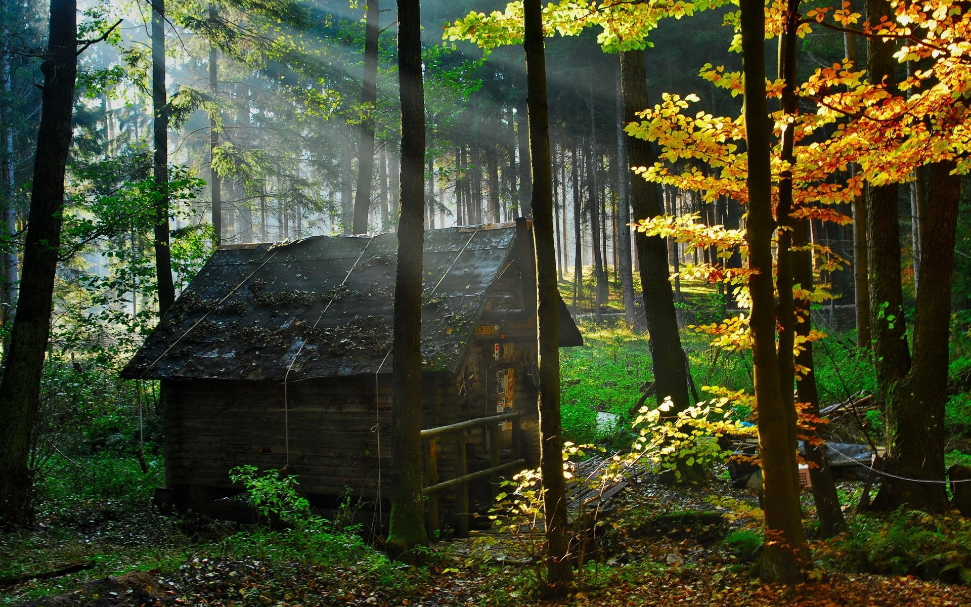 landschaft holz herbst baum blatt natur landschaft park im freien guide licht tageslicht bäume blätter