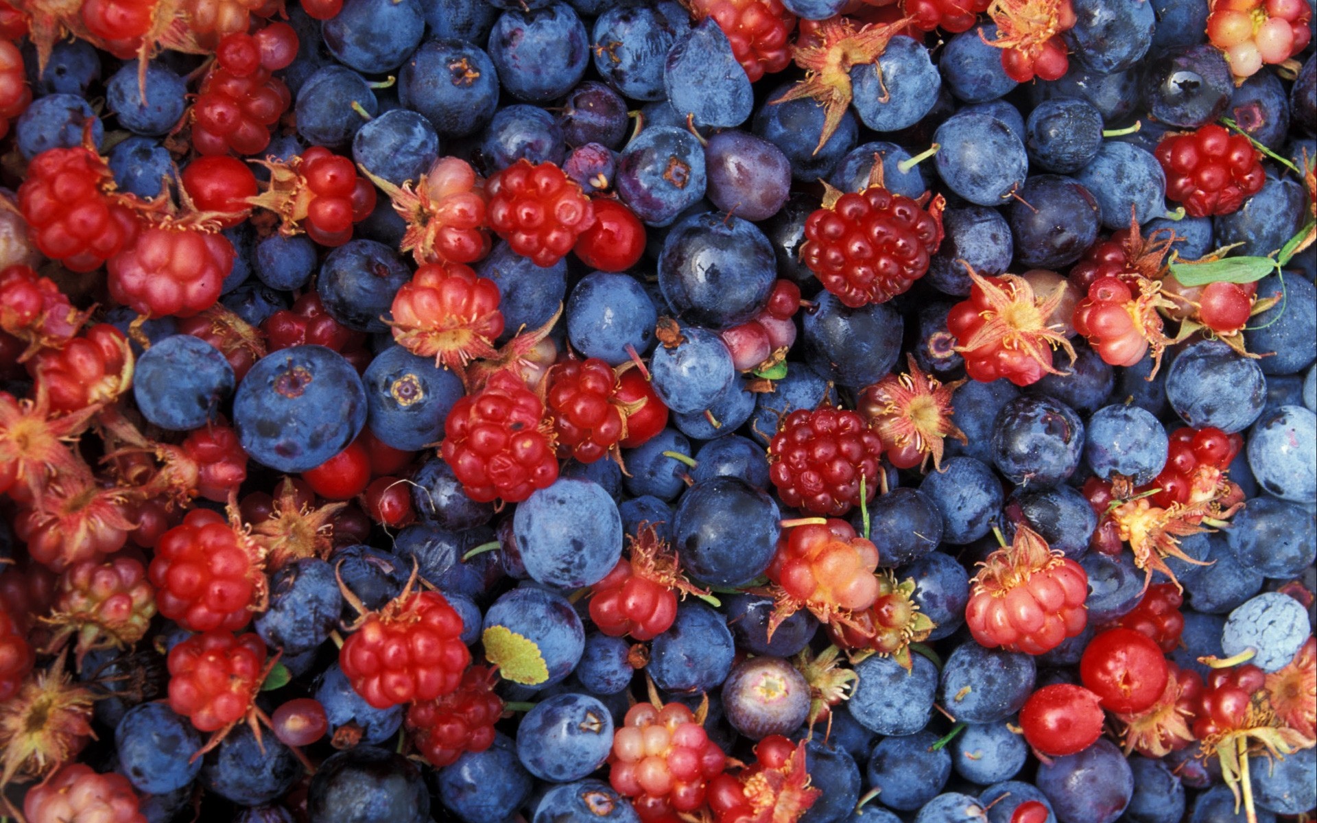 obst beere saftig lebensmittel blaubeere gesund himbeere gebäck gesundheit blaubeere wachsen markt essen süß diät viele lecker brombeeren fülle obst