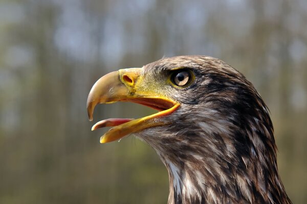 Minderjährige Weißkopfseeadler