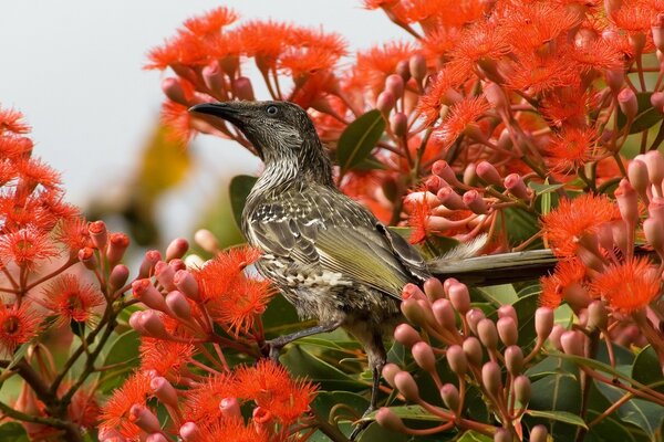 Singvogel in roten Farben und Beeren
