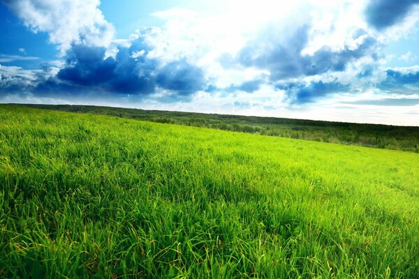 Sommerlandschaft. feld mit Gras