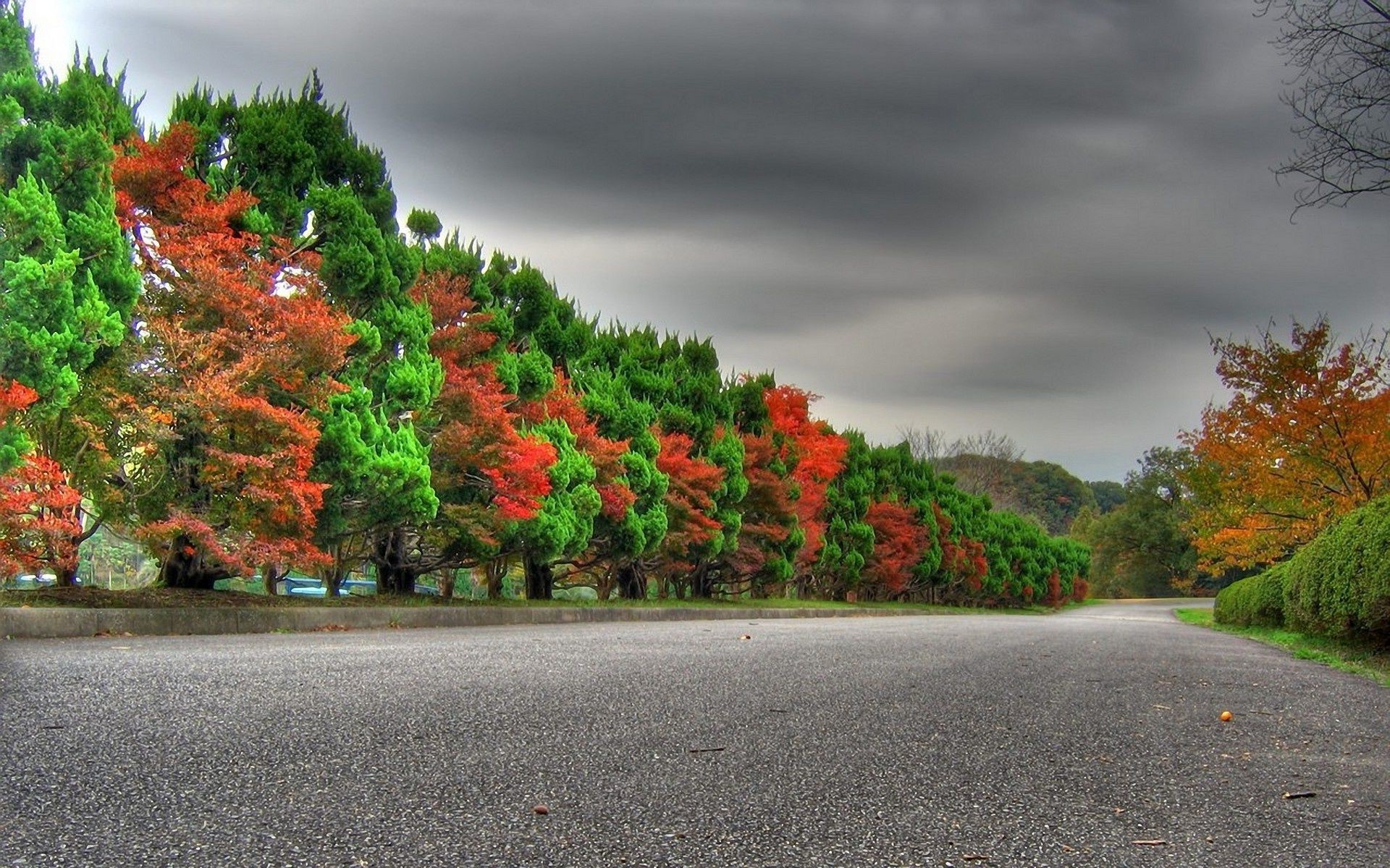 bäume straße baum blatt herbst landschaft führung im freien natur park straße