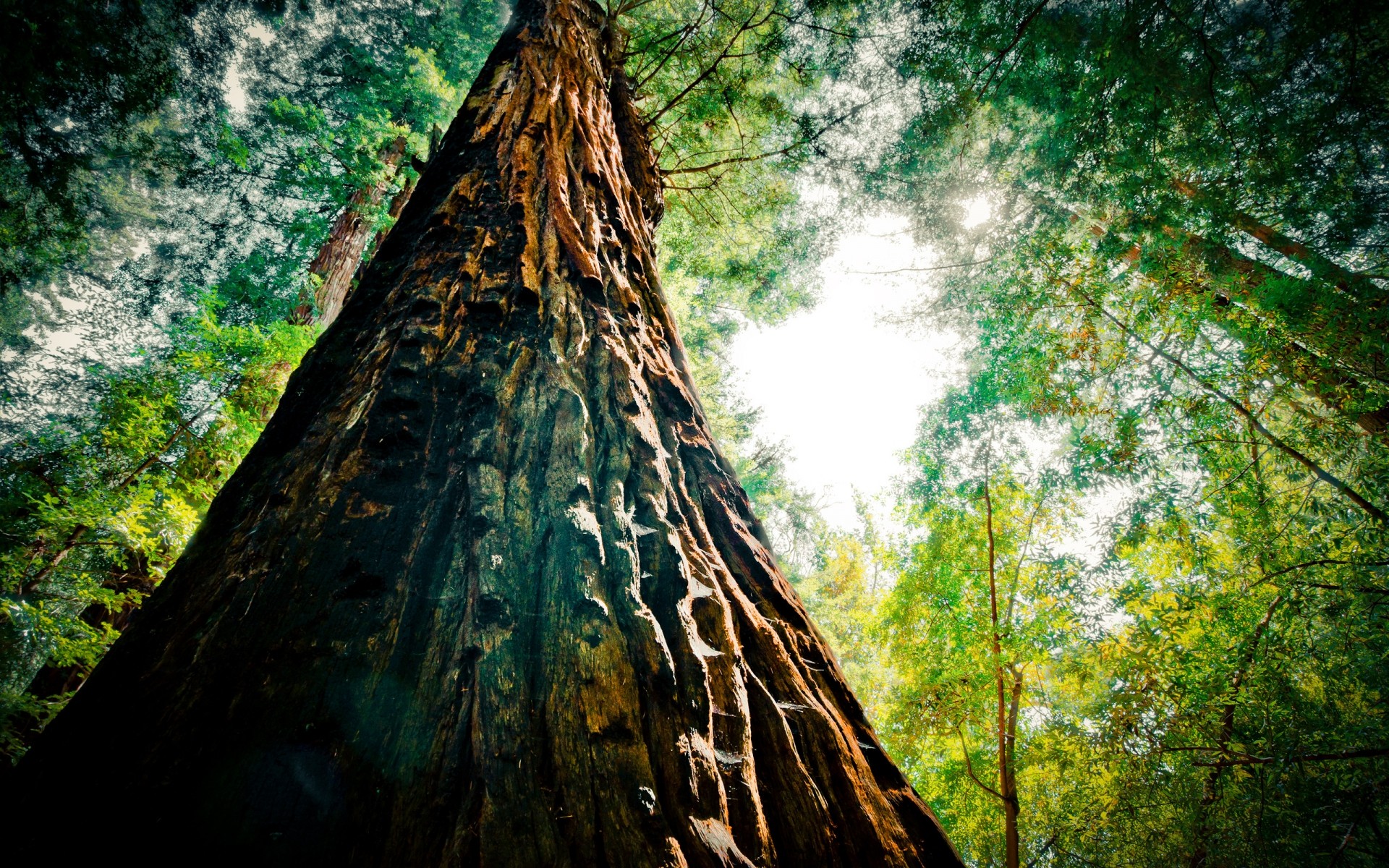 holz holz natur blatt regenwald landschaft im freien flora park umwelt reisen drh hoher dynamikbereich