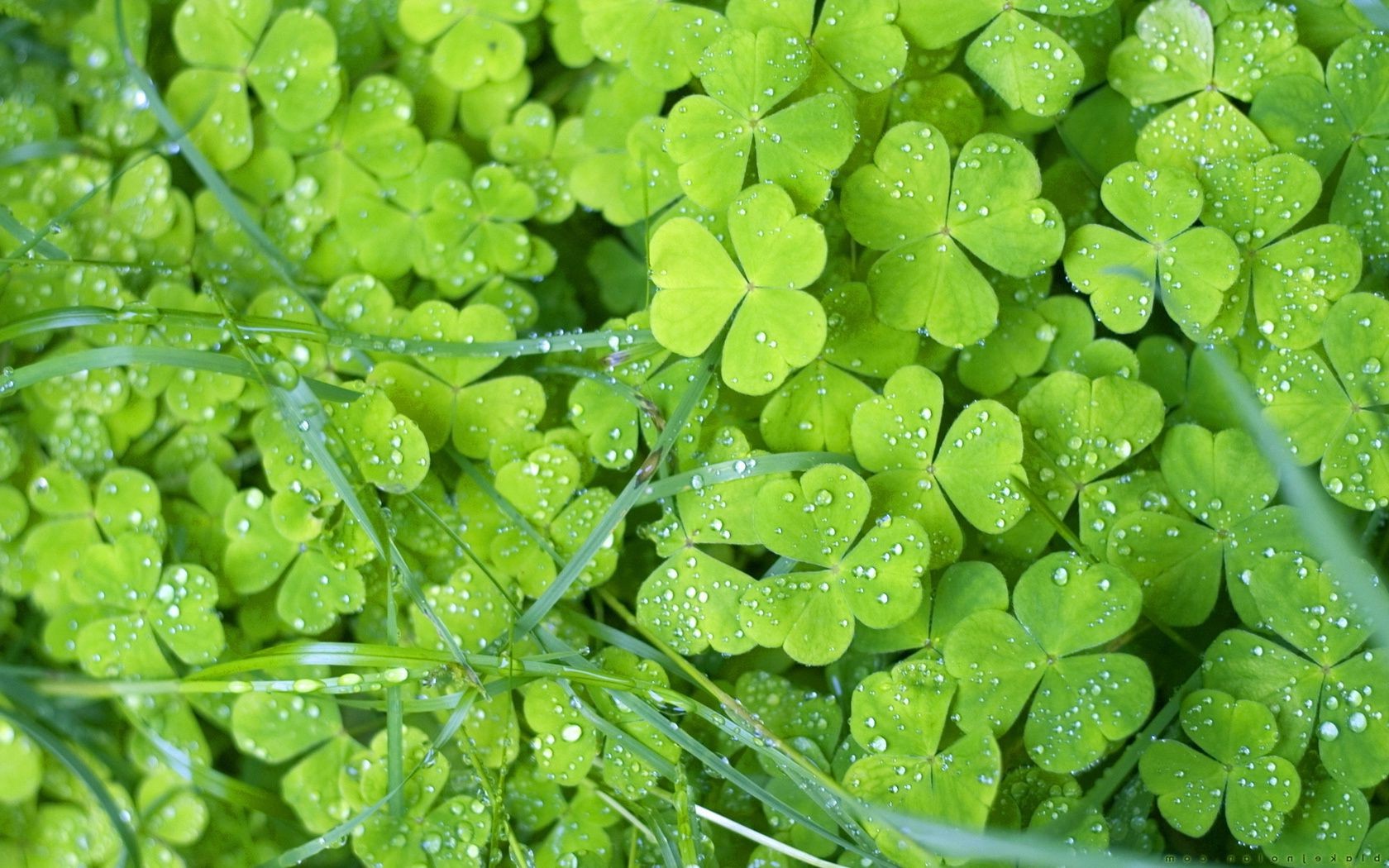 blätter blatt flora natur wachstum schließen umwelt klee garten frische nass tropfen desktop üppig tau regen ökologie farbe sommer
