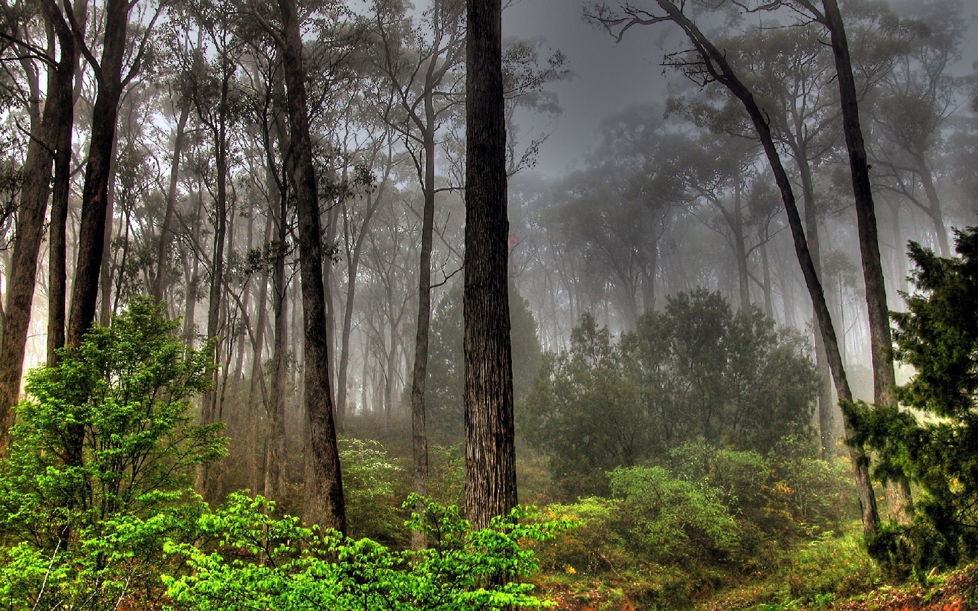 pflanzen holz holz nebel landschaft nebel natur blatt park dämmerung herbst im freien umwelt landschaftlich
