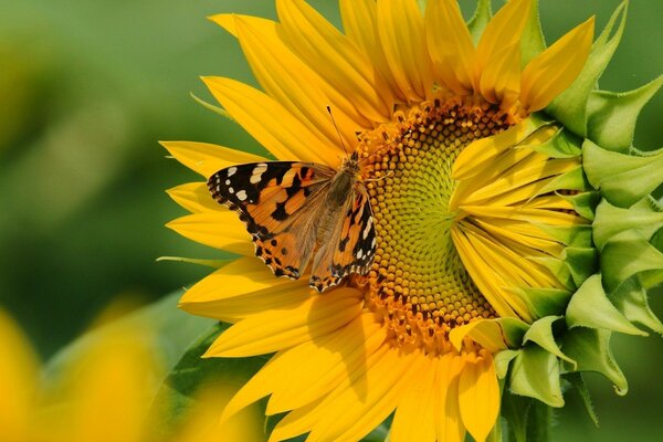 Schmetterling bestäubt große Sonnenblume