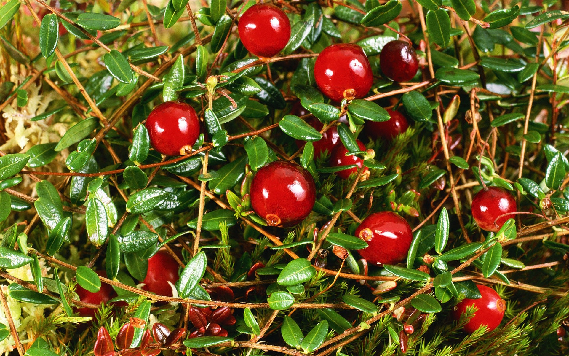 blatt beere obst baum essen gesund garten schließen natur cranberry zweig obst