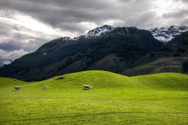 Berglandschaft mit Schafen im Tiefland