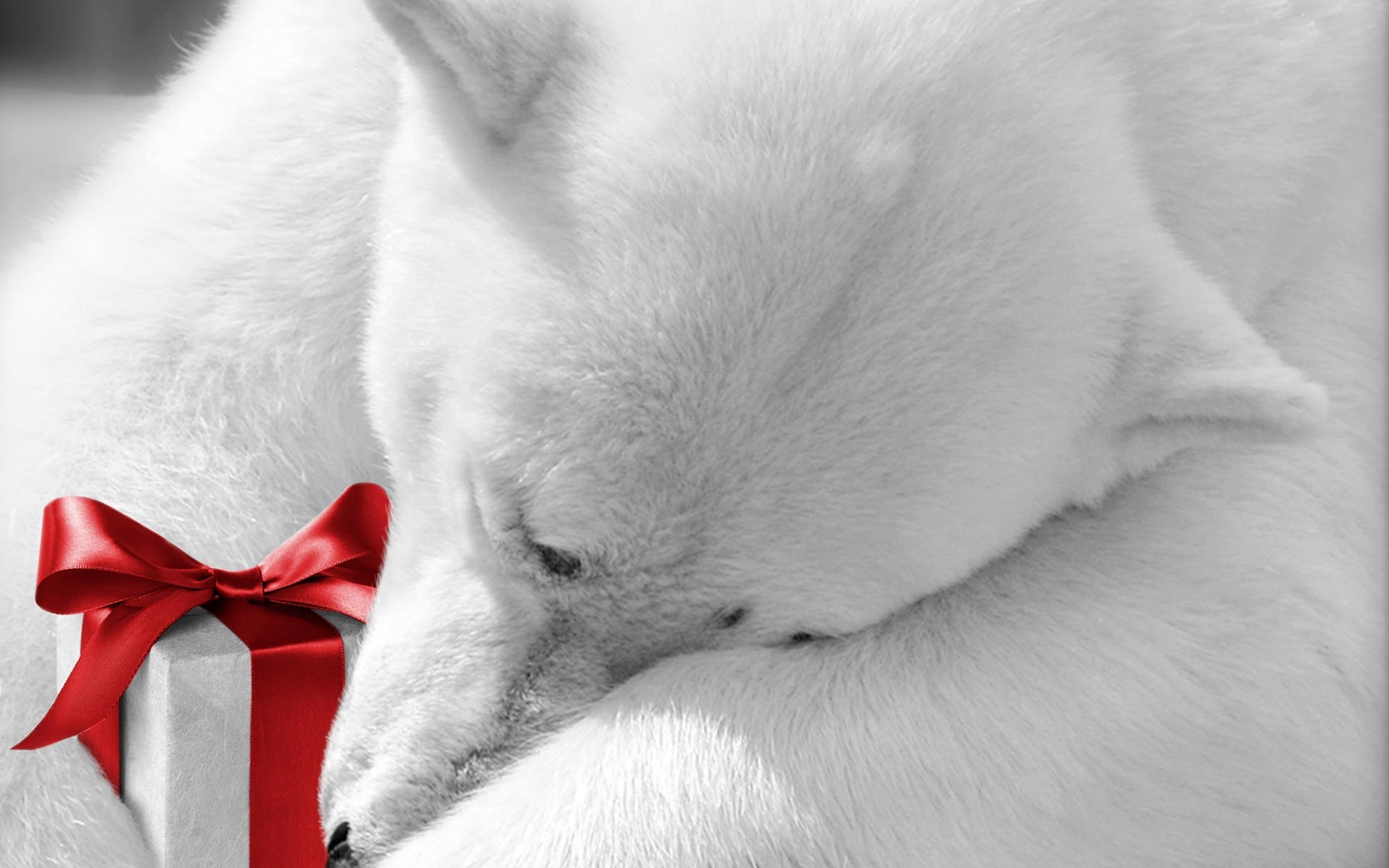 tiere säugetier fell tier eins hund niedlich haustier porträt katze weihnachten bär eisbär eisbär