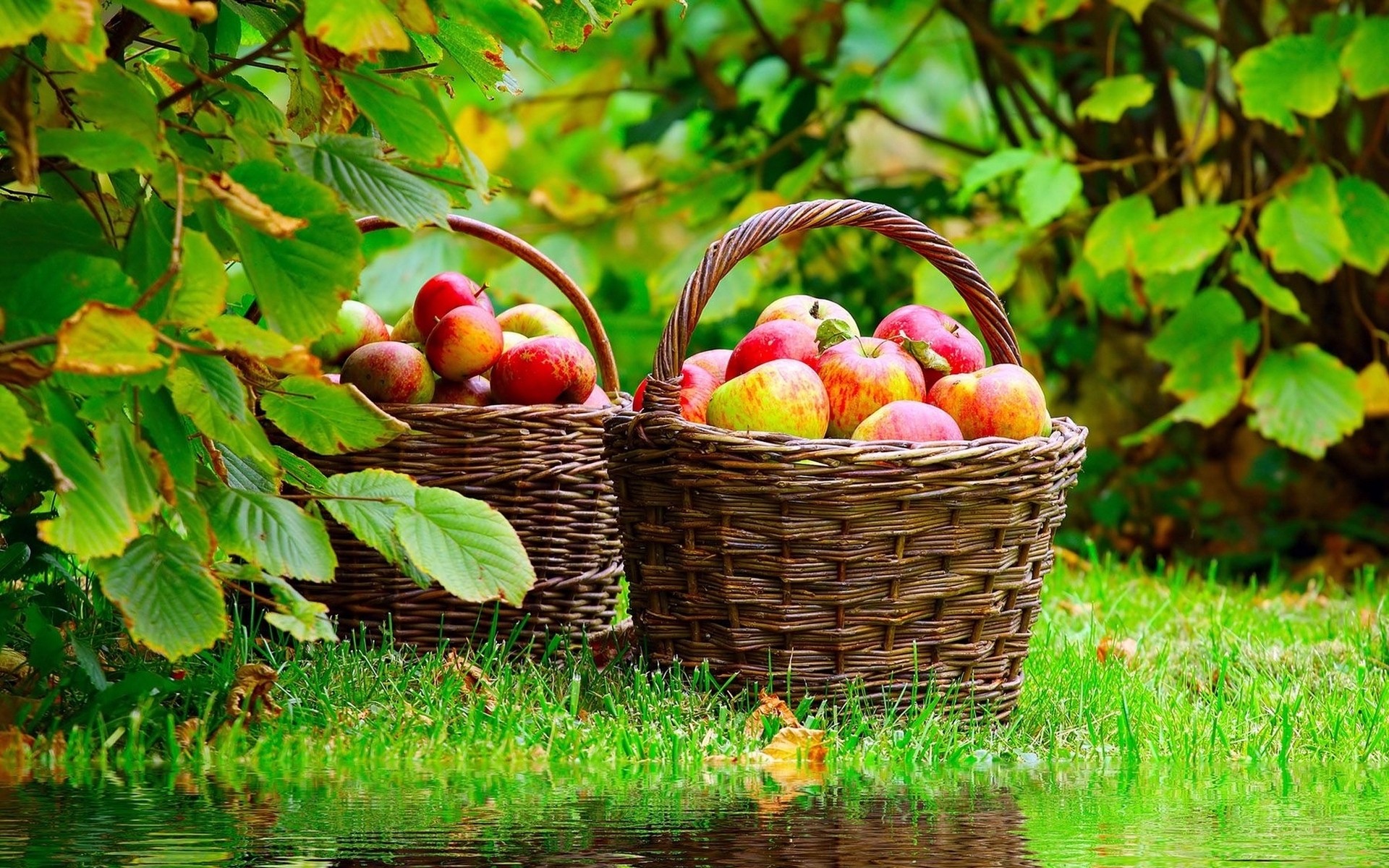 korb obst blatt natur essen garten herbst weide sommer farbe gebäck geflochten gesund saftig saison obst hintergrund landschaft
