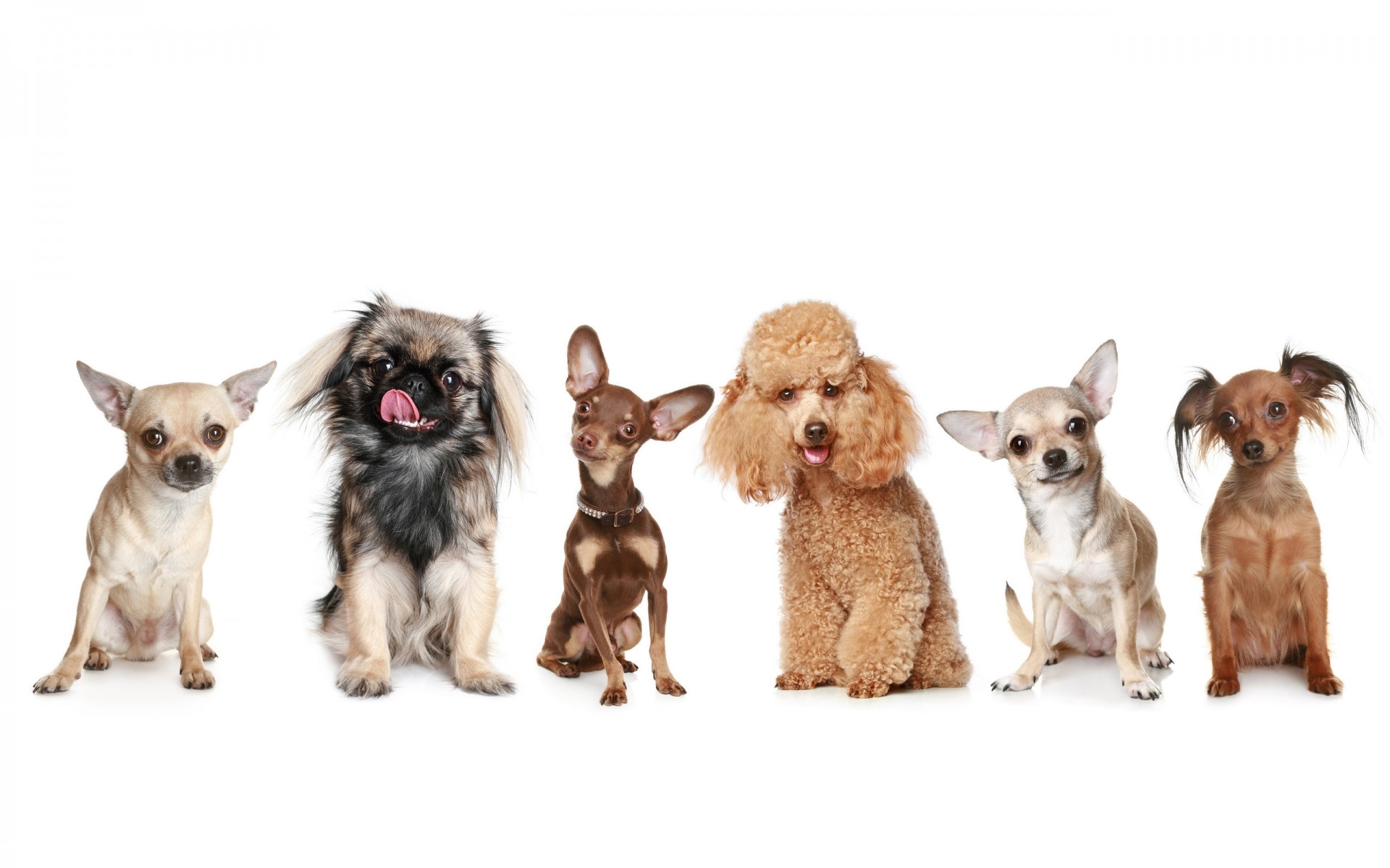 hunde hund haustier niedlich hundeführer welpe reinrassig stammbaum tier wenig studio rasse inländische sitzen säugetier liebenswert jung lustig terrier freundschaft haustiere poster hintergrund