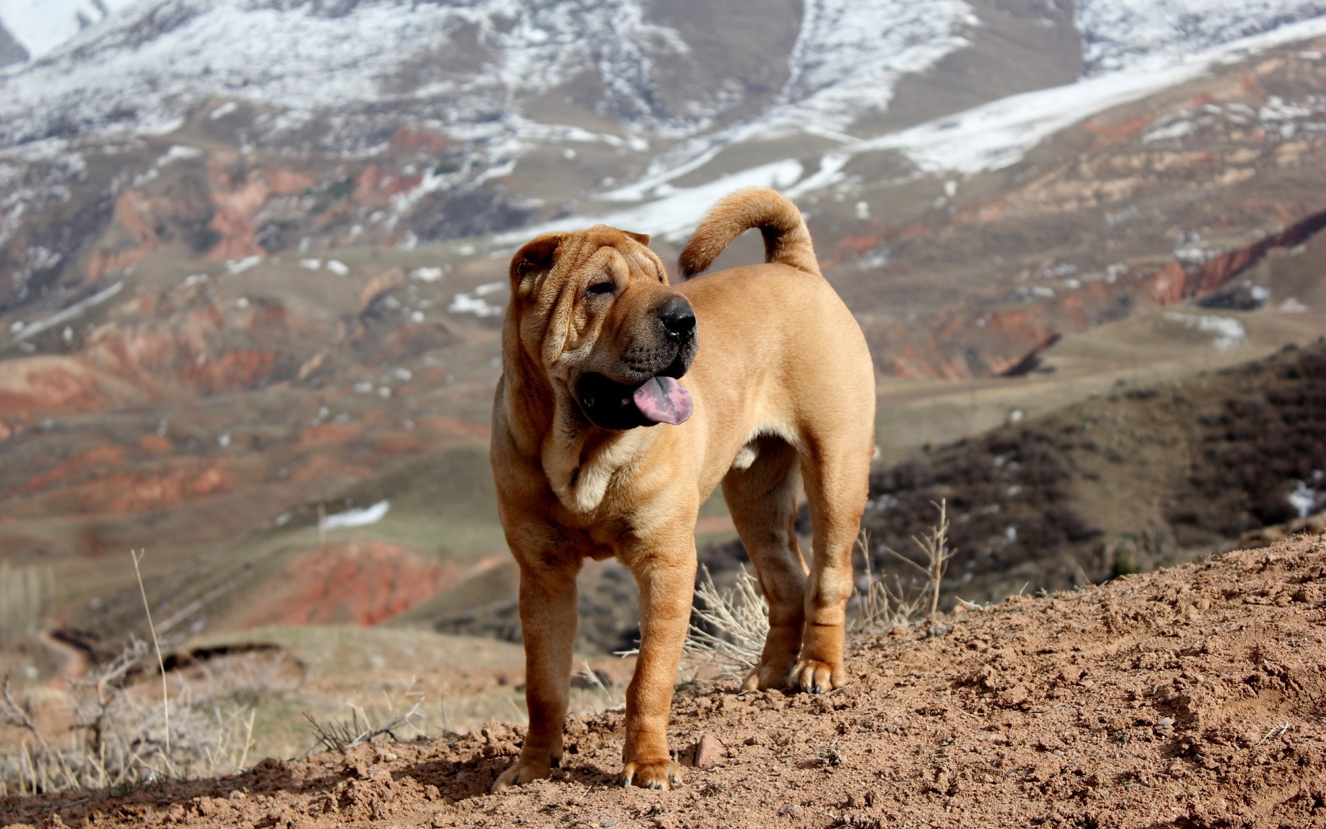 hunde hund im freien tier niedlich säugetier natur haustier porträt ein sitzen wenig