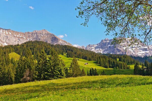 Wiese mit grünen Bäumen auf dem Hintergrund der schneebedeckten Berge