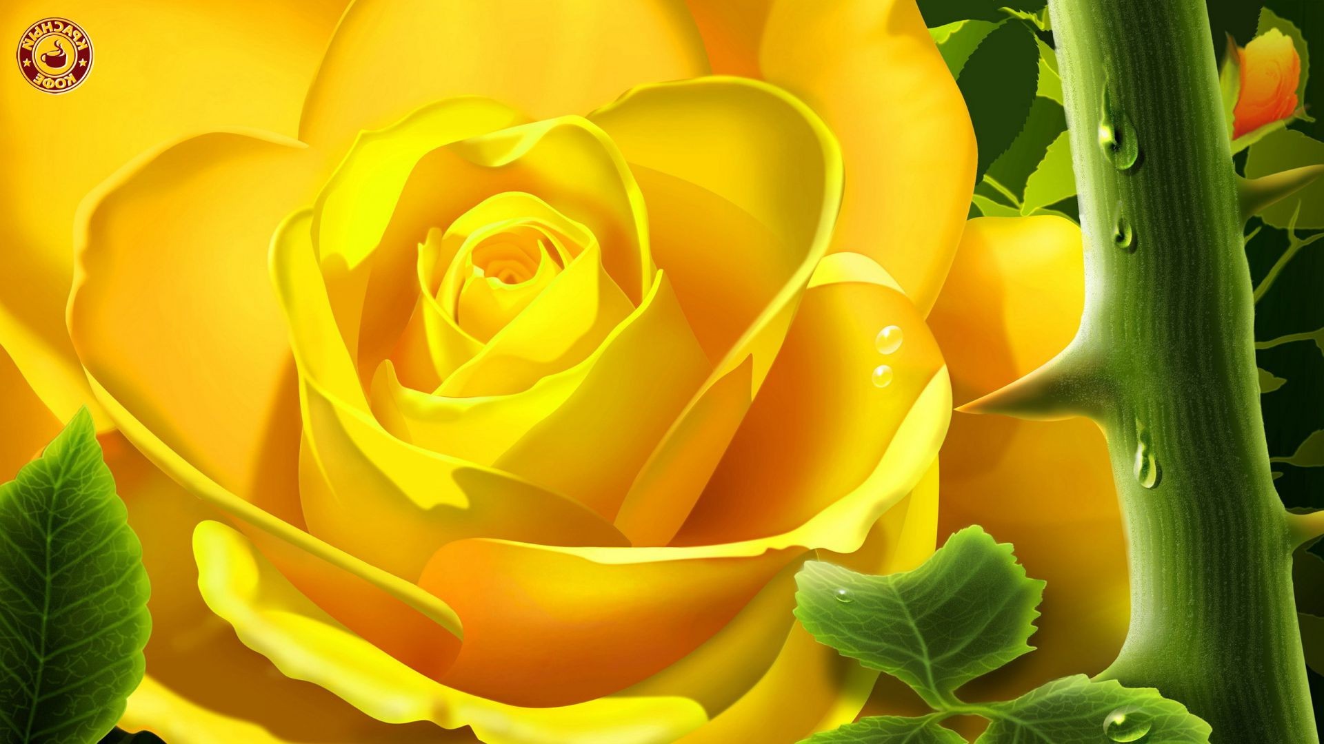 rosen natur blume blatt farbe flora schön desktop hell blumen sommer