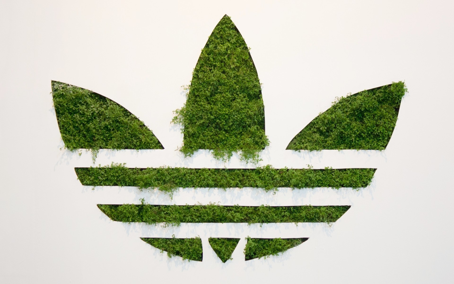 baum natur blatt gras flora desktop symbol grünes logo eco adidas adidas-marke