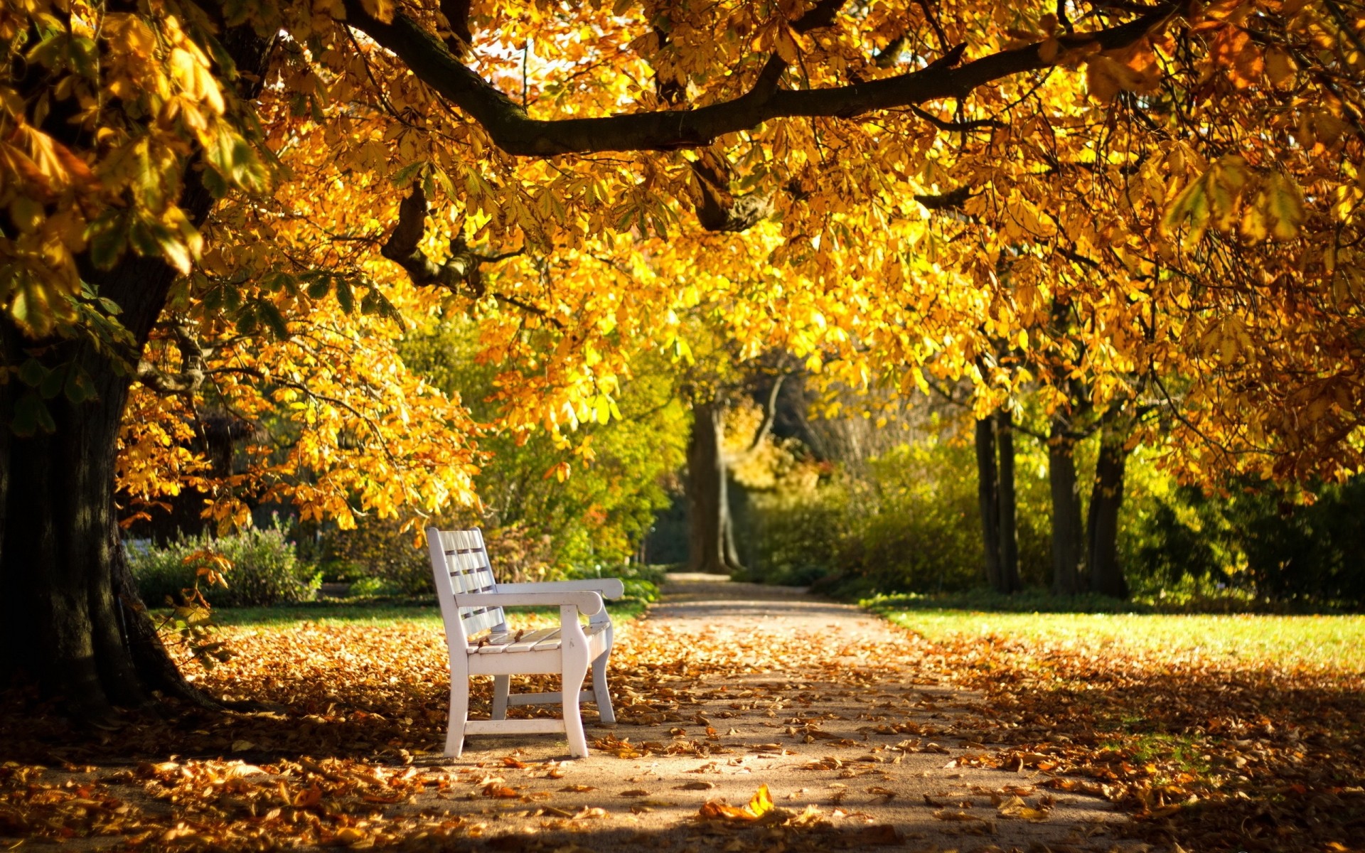herbst blatt baum park bank natur saison holz allee landschaft führung im freien ahorn allee weg landschaft landschaftlich landschaftlich zweig straße gutes wetter wald