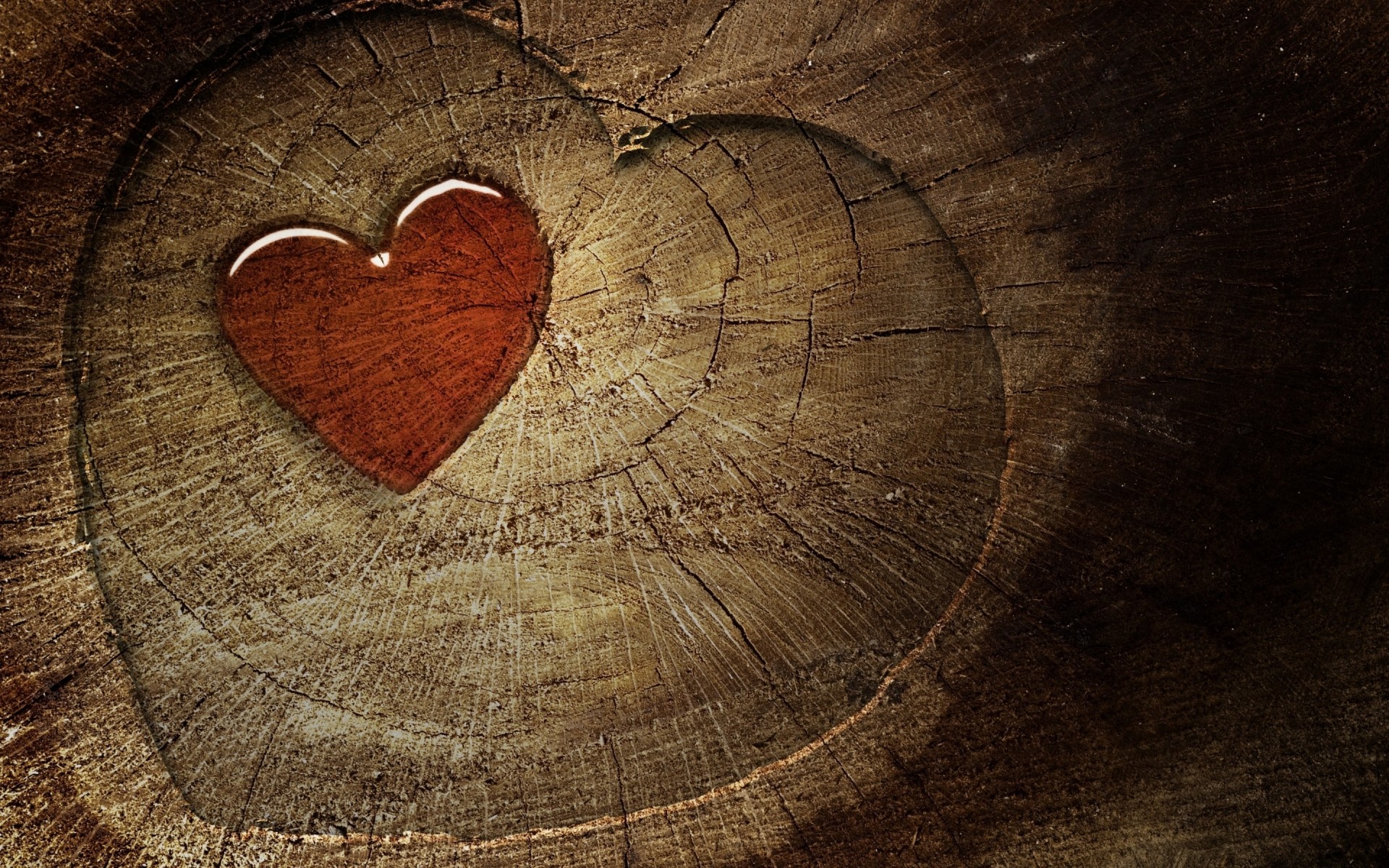 abstrakt magazin holz desktop holz textur aus holz ring alt muster eiche aus holz industrie rau rund form stoff stumpf liebe herz