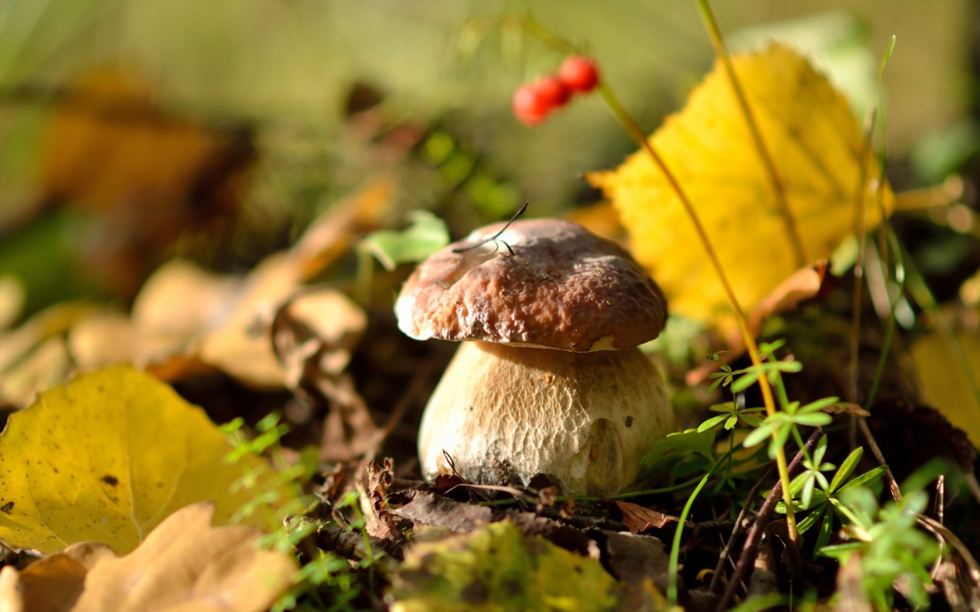 pilz pilz herbst natur steinpilz blatt holz fliegenpilze essbar flora saison moos im freien lebensmittel gras wachstum gemüse wild pilze wald landschaft gemüse