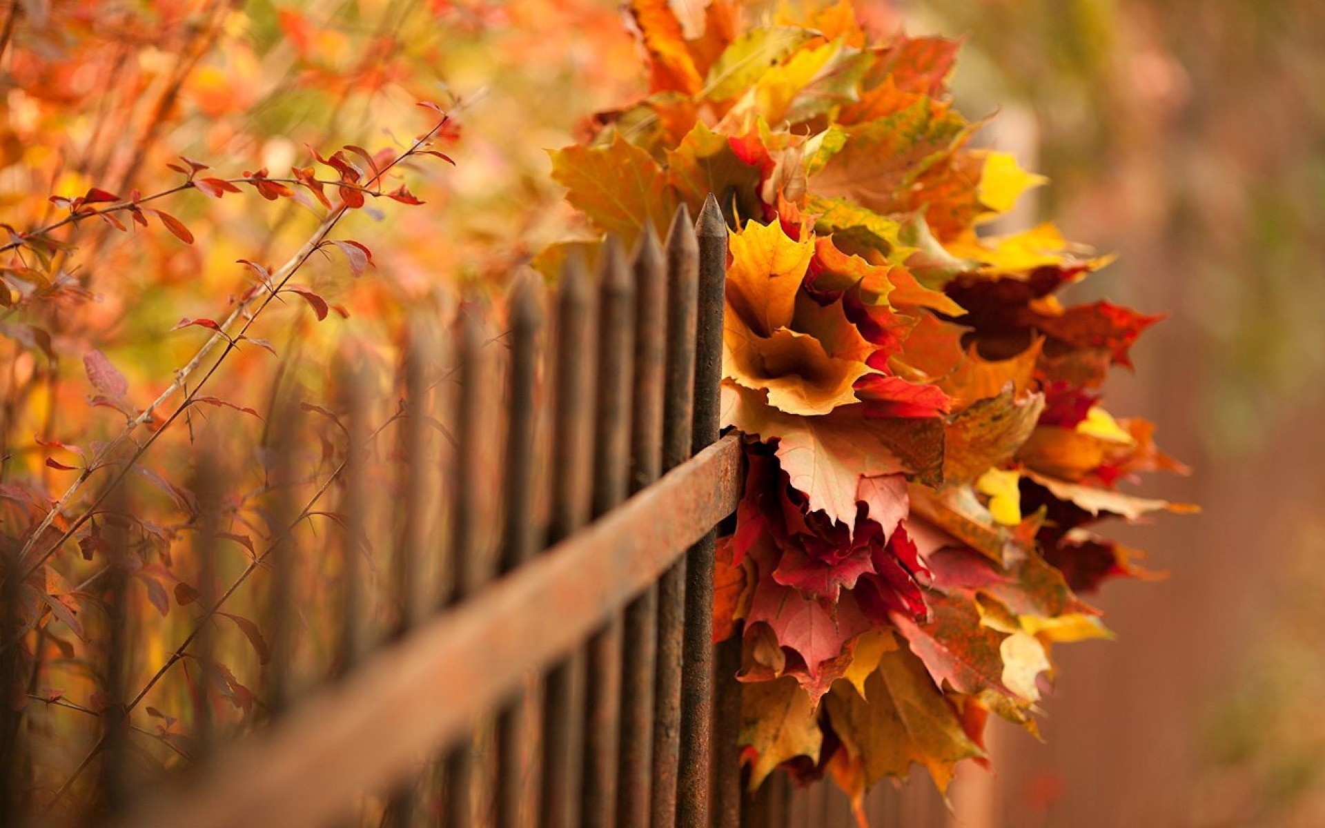 herbst blatt natur im freien farbe flora saison baum blume gold holz hell blätter prächtig landschaft