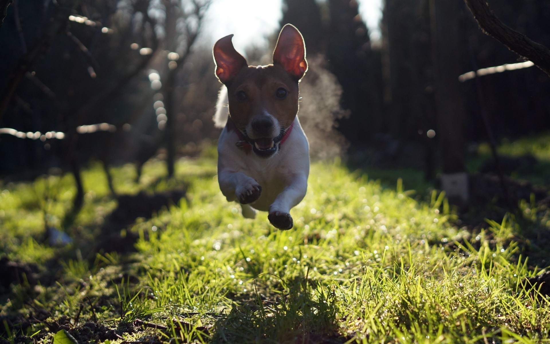 hunde hund gras tier haustier säugetier niedlich hundeführer im freien natur feld porträt welpe heuhaufen sommer wenig park