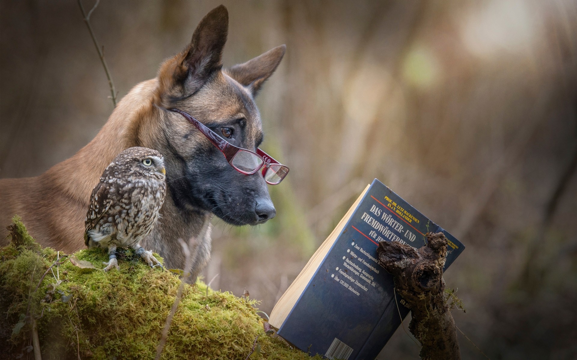 tier niedlich säugetier porträt haustier natur hund im freien junge lustig ein wenig vorschau sitzen gras eule buch